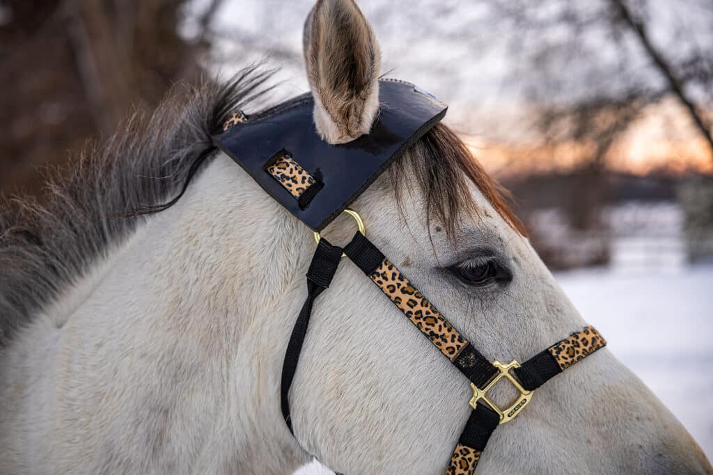 Horse Head Bumpers Horse Head Protection